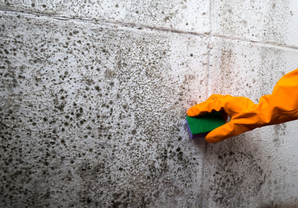 Why Mould Is a Bigger Bond Cleaning Issue in Brisbane Than Other Cities - Full Bond Clean Brisbane bond cleaning mould removal