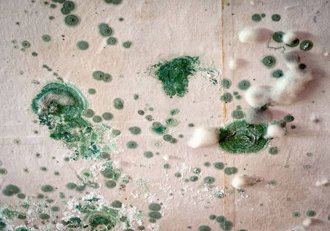 Why Mould Is a Bigger Bond Cleaning Issue in Brisbane Than Other Cities - Full Bond Clean Mould issues in Brisbane rentals