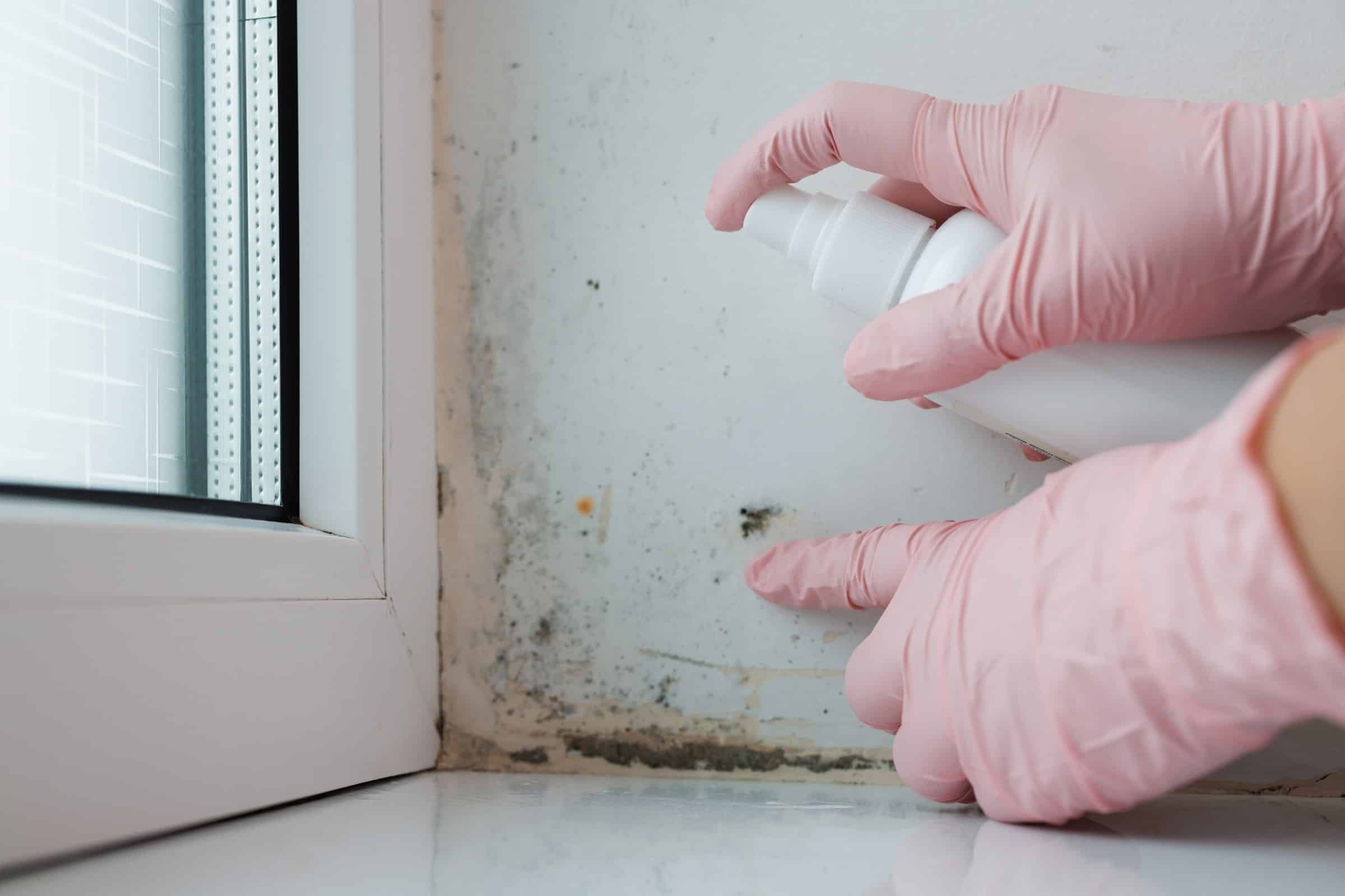 Why Mould Is a Bigger Bond Cleaning Issue in Brisbane Than Other Cities - Full Bond Clean Bond cleaning mould Brisbane